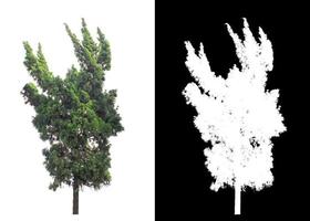 árbol aislado sobre fondo blanco con trazado de recorte y canal alfa foto