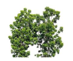 bush  that are isolated on a white background are suitable for both printing and web pages photo