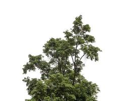 bush  that are isolated on a white background are suitable for both printing and web pages photo