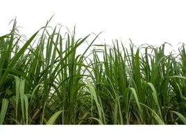 Sugar cane isolated on white background and cliping path photo