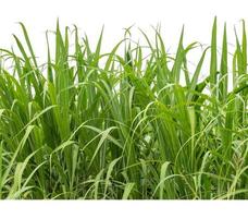 Sugar cane isolated on white background and cliping path photo