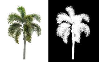 Green palm tree on white background with clipping path, single tree with clipping path and alpha channel on black background photo