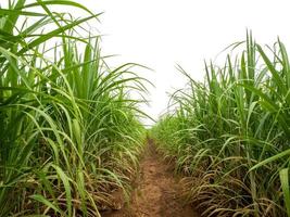 Sugar cane isolated on white background and cliping path photo