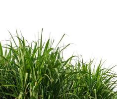 Sugar cane isolated on white background and cliping path photo