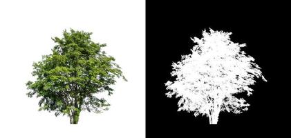 tree isolated on white background with clipping path and alpha channel photo