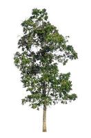Tree that are isolated on a white background are suitable for both printing and web pages photo