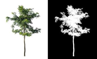 tree isolated on white background with clipping path and alpha channel photo