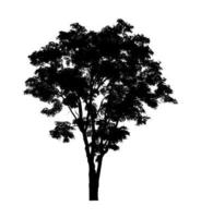 Tree silhouette for brush on white background photo