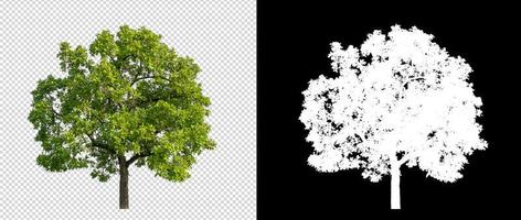 Tree on transparent picture background with clipping path, single tree with clipping path and alpha channel on black background photo