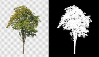 Tree on transparent picture background with clipping path, single tree with clipping path and alpha channel on black background photo