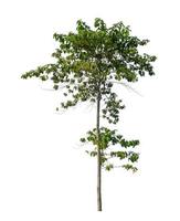 Tree that are isolated on a white background are suitable for both printing and web pages photo