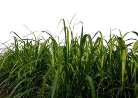 Sugar cane isolated on white background and cliping path photo