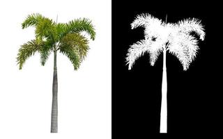 Green palm tree on white background with clipping path, single tree with clipping path and alpha channel on black background photo