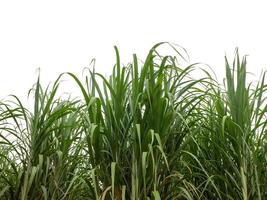 Sugar cane isolated on white background and cliping path photo