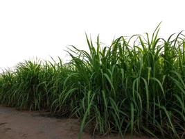 Sugar cane isolated on white background and cliping path photo