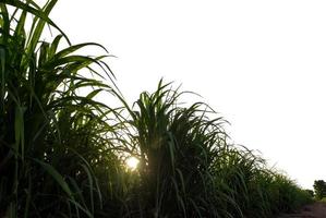 Sugar cane isolated on white background and cliping path photo