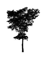 Tree silhouette for brush on white background photo