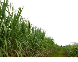 Sugar cane isolated on white background and cliping path photo