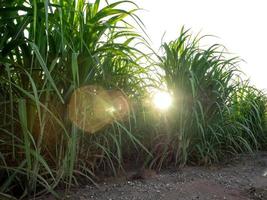 Sugar cane isolated on white background and cliping path photo