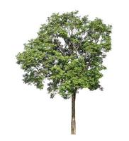 Tree that are isolated on a white background are suitable for both printing and web pages photo
