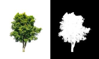 tree isolated on white background with clipping path and alpha channel photo