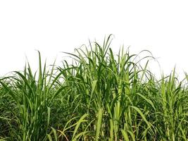 Sugar cane isolated on white background and cliping path photo