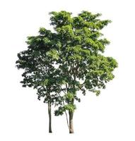 Tree that are isolated on a white background are suitable for both printing and web pages photo