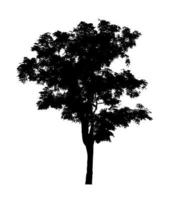 Tree silhouette for brush on white background photo