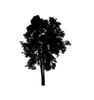 Tree silhouette for brush on white background photo