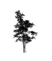 Tree silhouette for brush on white background photo