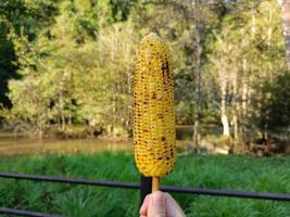 Grilled corn, appetizer, picnic time photo