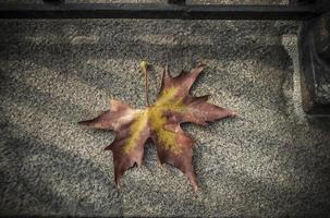 una hoja de árbol de avión caída marrón y amarilla en otoño foto