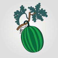 Hand drawn vector illustration - watermelon with leaf vector. Blossom plant with leaves Adobe Illustrator Artwork