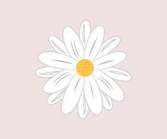 daisy vector draw flower isolated on white background
