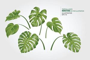 Leaves of monstera vector set. This plant lives in the humid tropical forests, in the lowlands and middle mountains.