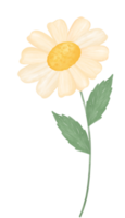 cute daisy flower watercolour illustration png