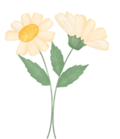 söt daisy blomma vattenfärg illustration png