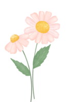carino margherita fiore acquerello illustrazione png