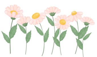 cute daisy flower watercolour illustration png