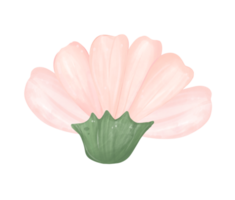 söt daisy blomma vattenfärg illustration png