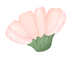 illustration aquarelle de fleur de marguerite mignonne png