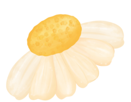 söt daisy blomma vattenfärg illustration png