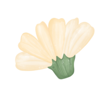 carino margherita fiore acquerello illustrazione png