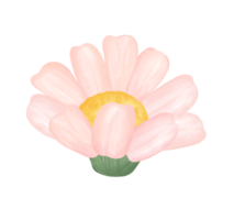 söt daisy blomma vattenfärg illustration png