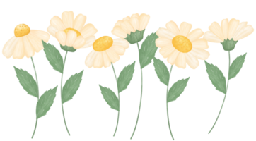 linda ilustração em aquarela de flor margarida png