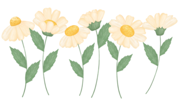 söt daisy blomma vattenfärg illustration png