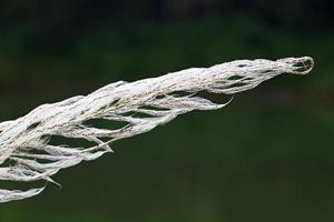 Catkin flowers kans grass or kashful photo