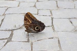 butterfly on the The floor is paved with stones. photo