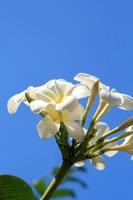 white frangipani flowers floating in the sky Against the backdrop of blue-blue sky, sunny day, clear light and bright scenery in summer, clear air. photo