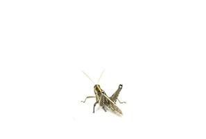 Grasshoppers are hostile poultry, destroying, eating vegetables and gardeners' agricultural produce on a white background. photo